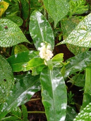 Floscopa scandens