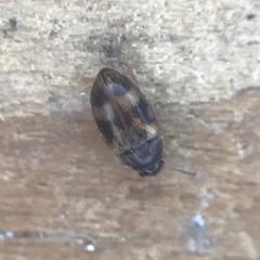 Litargus balteatus