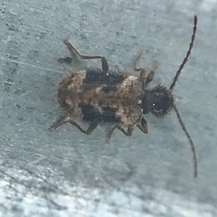 Ptinus texanus