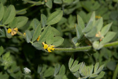 Acmispon heermannii heermannii