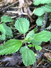 Laportea alatipes