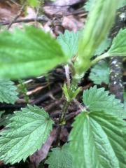Laportea alatipes