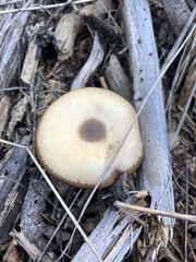 Clitocybe glacialis