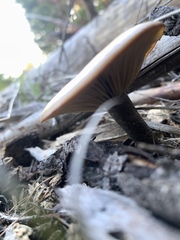 Clitocybe glacialis
