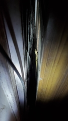 Hemidactylus flaviviridis