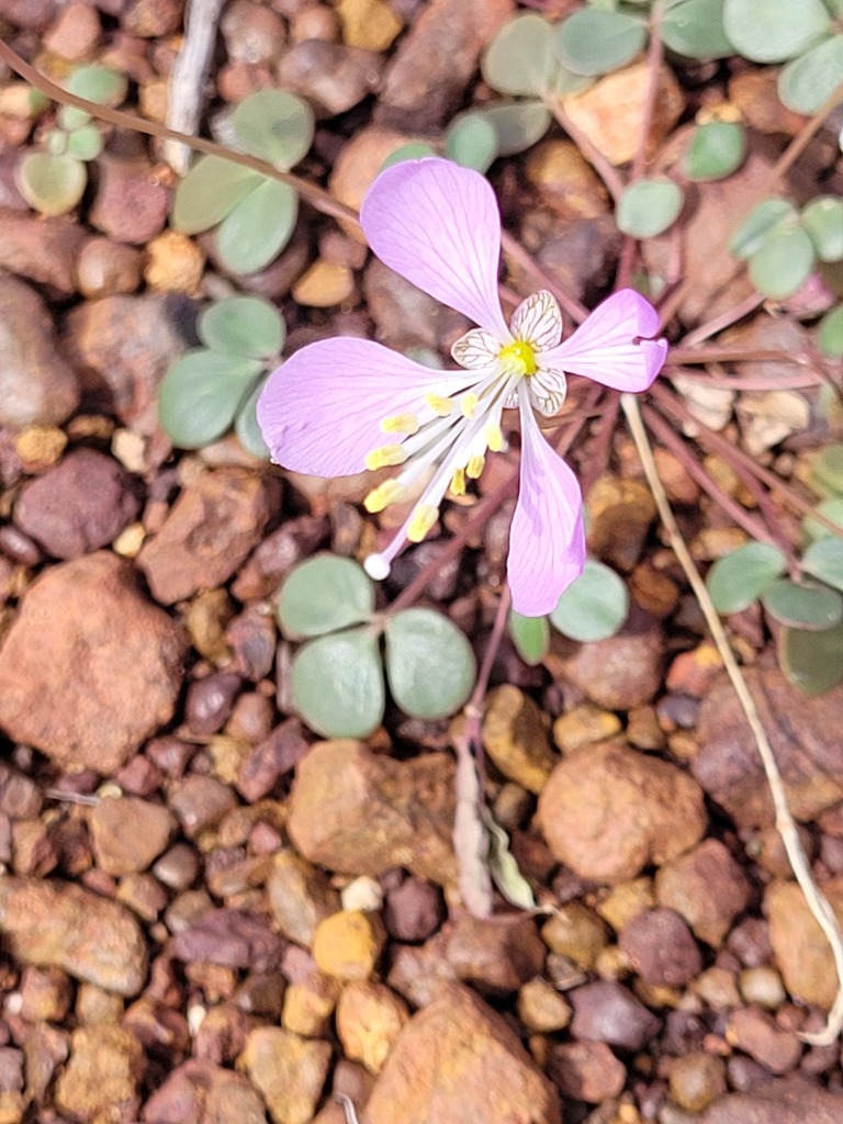 Areocleome oxalidea