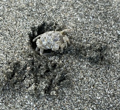 Dotilla wichmanni