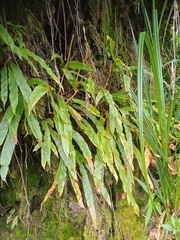 Oleandra neriiformis