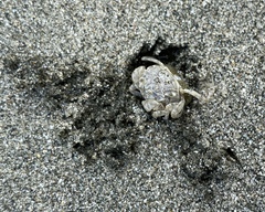 Dotilla wichmanni