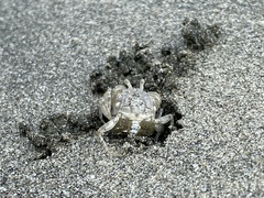 Dotilla wichmanni