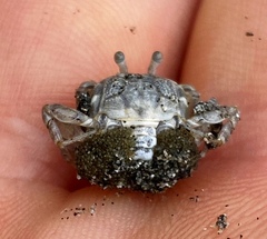 Dotilla wichmanni
