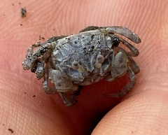 Dotilla wichmanni