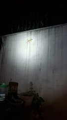 Hemidactylus flaviviridis