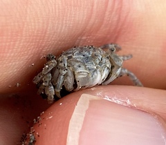 Dotilla wichmanni