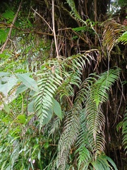 Asplenium truncatum