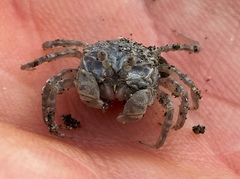 Dotilla wichmanni