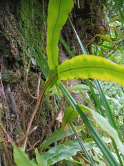 Oleandra neriiformis