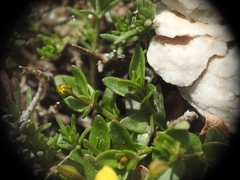 Lysimachia serpyllifolia