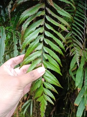 Asplenium truncatum