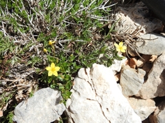 Lysimachia serpyllifolia