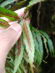 Asplenium truncatum