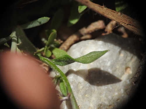Image of Polygala venulosa by (c) Yves Bas, some rights reserved (CC BY)