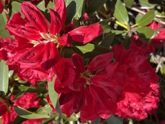Rhododendron