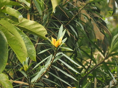 Freycinetia javanica