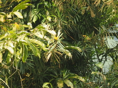 Freycinetia javanica