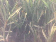 Thalassia