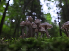 Mycena stipata