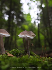 Mycena stipata
