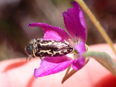 Acmaeodera connexa