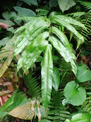 Abacopteris repanda