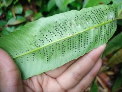 Abacopteris repanda