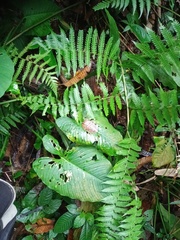 Diplazium polypodioides