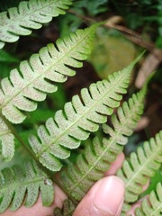 Diplazium polypodioides