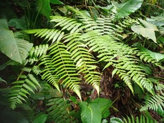 Diplazium polypodioides