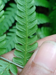 Diplazium polypodioides