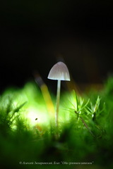 Mycena metata