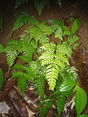 Pteridrys