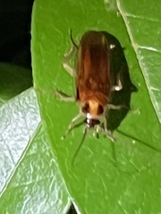 Ischnoptera bilunata