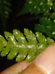 Pteridrys