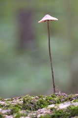 Mycena polygramma