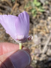 Calochortus palmeri