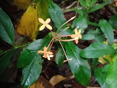Ixora javanica