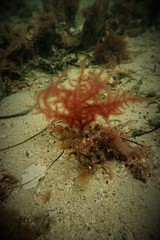 Dasya extensa