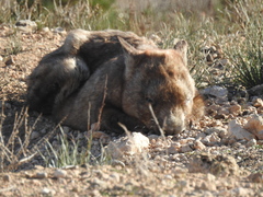 Lasiorhinus latifrons