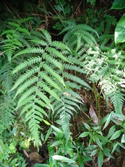 Deparia