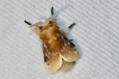 Megalopyge opercularis